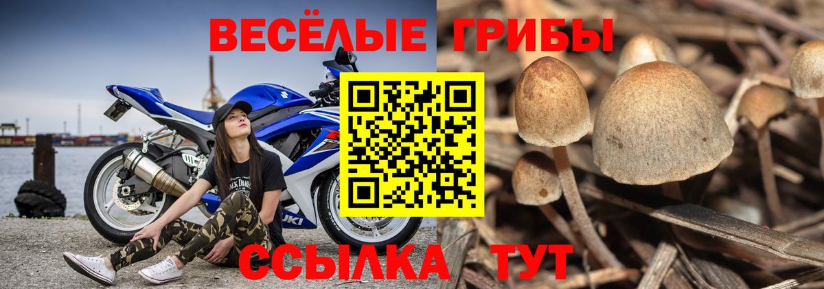 Галлюциногенные грибы Psilocybe  наркота  Архангельск  Вход с VPN 